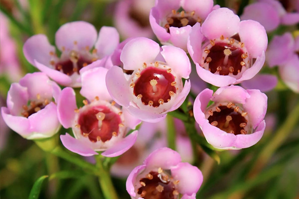 Geraldton Wax Cotton Candy