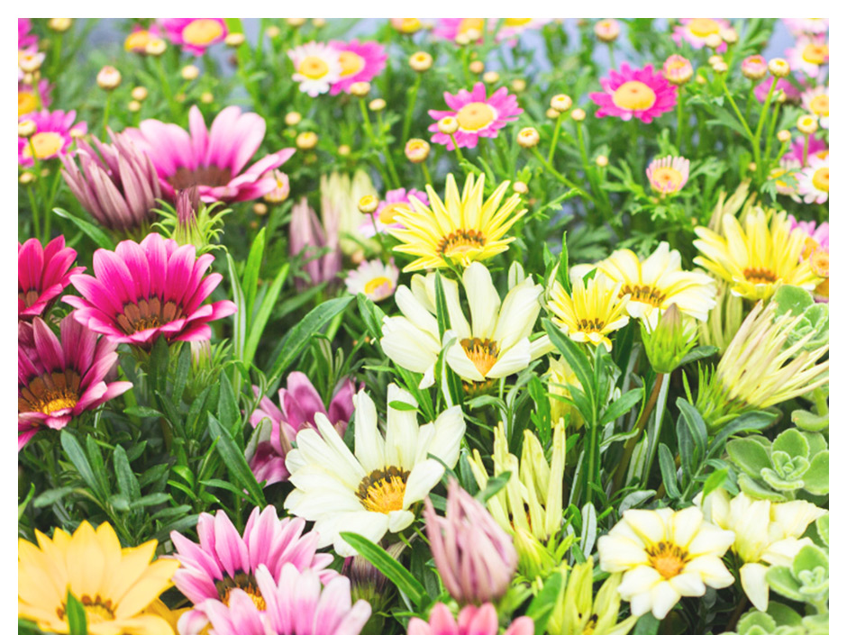 Spring