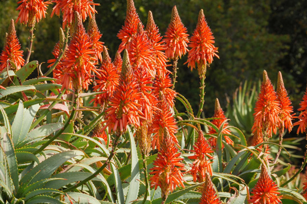 Aloe