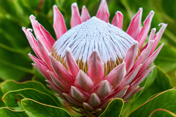 King Protea